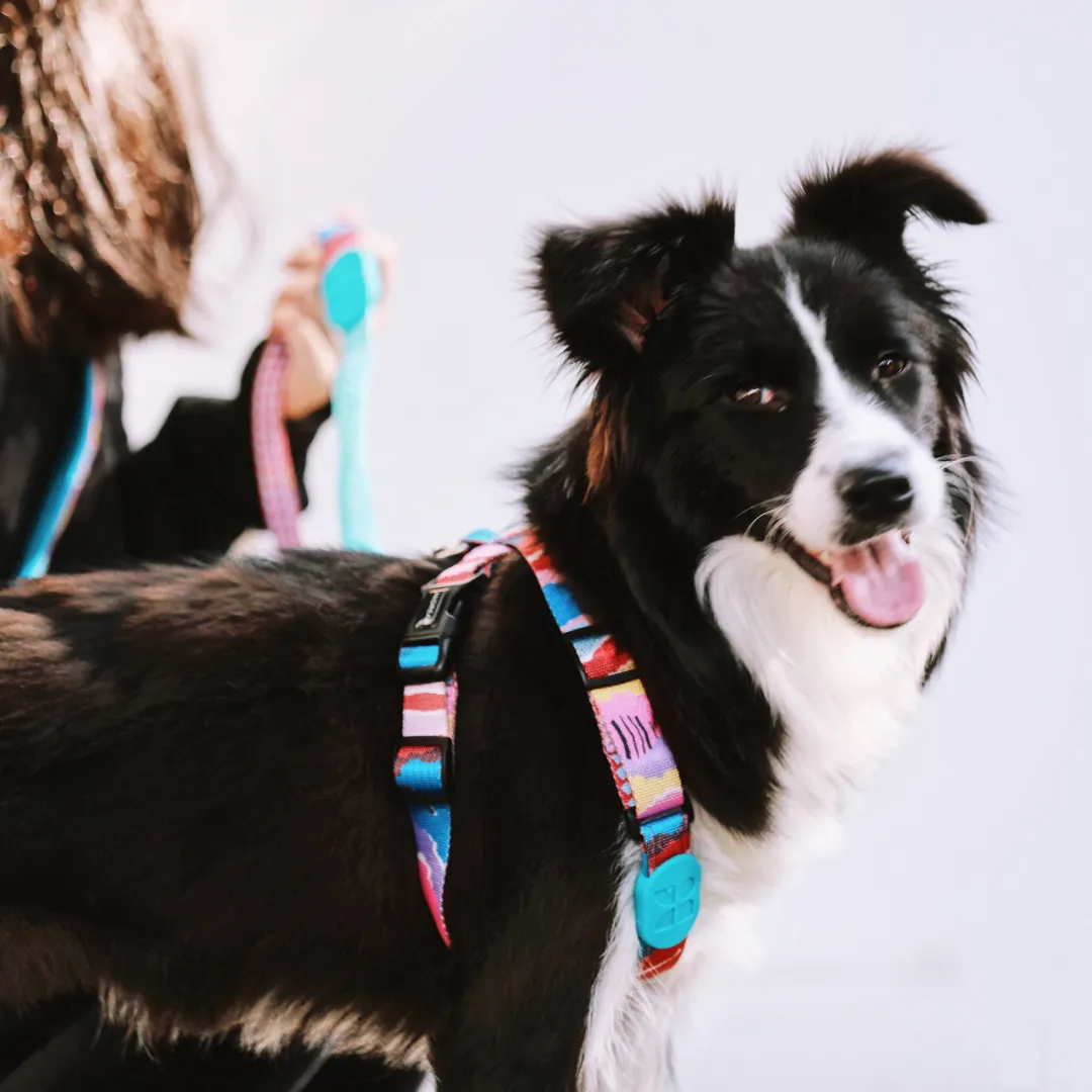 HiDream® | Fashion Pro Adjustable Type X Dog Harness and Leash Set